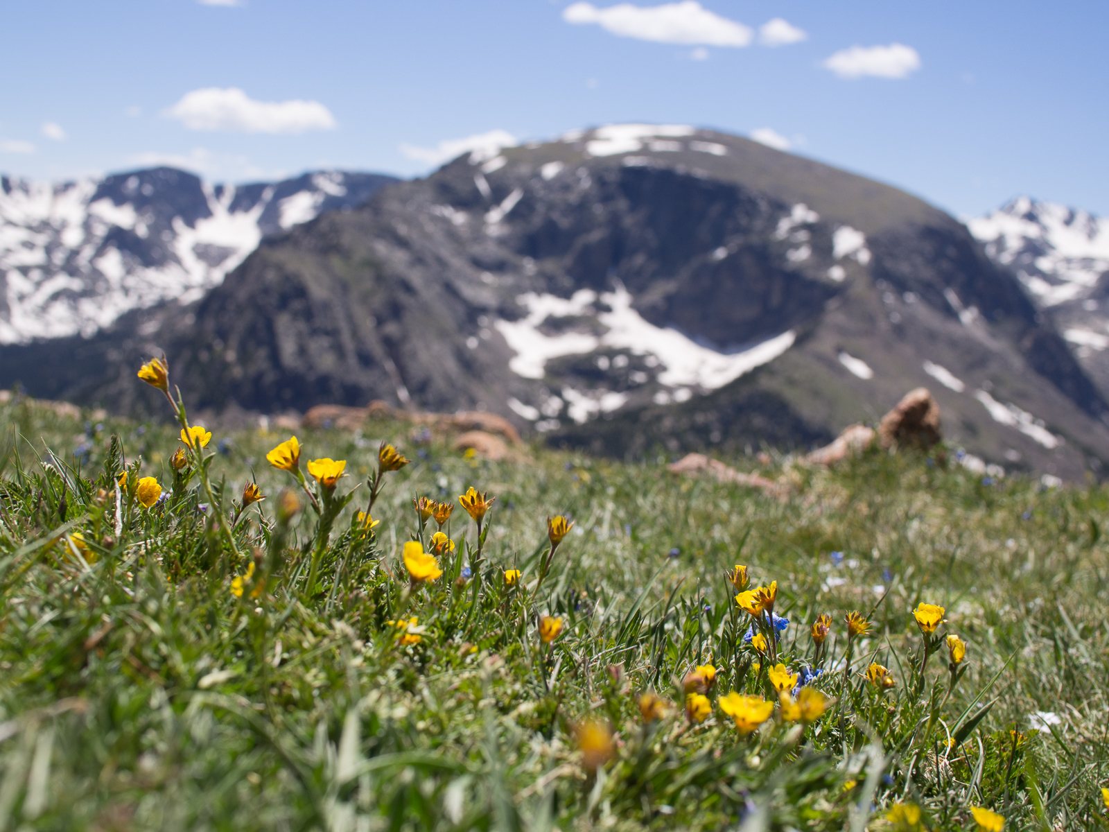 Outdoors - Mountain Flowers
